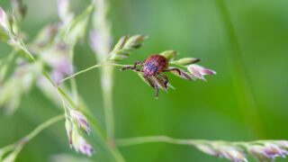 L'Autorité de Santé préconise une approche personnalisée et multidisciplinaire pour la maladie de Lyme