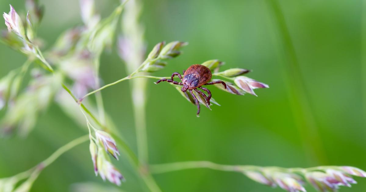 L'Autorité de Santé préconise une approche personnalisée et multidisciplinaire pour la maladie de Lyme