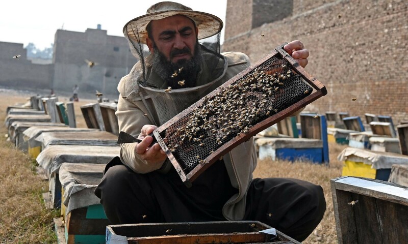 Les Apiculteurs Pakistanais Luttent Contre les Défis Climatiques et la Pollution
