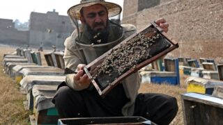Les Apiculteurs Pakistanais Luttent Contre les Défis Climatiques et la Pollution