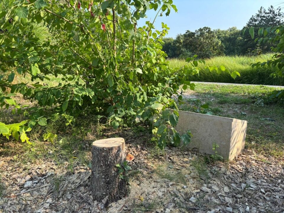 Arrestation de Frères pour Vandalisme sur un Arbre Commémoratif en Hommage à Ilan Halimi
