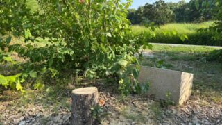 Arrestation de Frères pour Vandalisme sur un Arbre Commémoratif en Hommage à Ilan Halimi