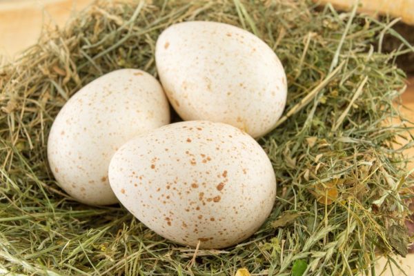 Pourquoi les œufs de dinde sont-ils si rares dans notre alimentation ?