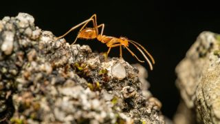 Fourmi électrique détectée dans le Var : un plan d'éradication urgent déployé