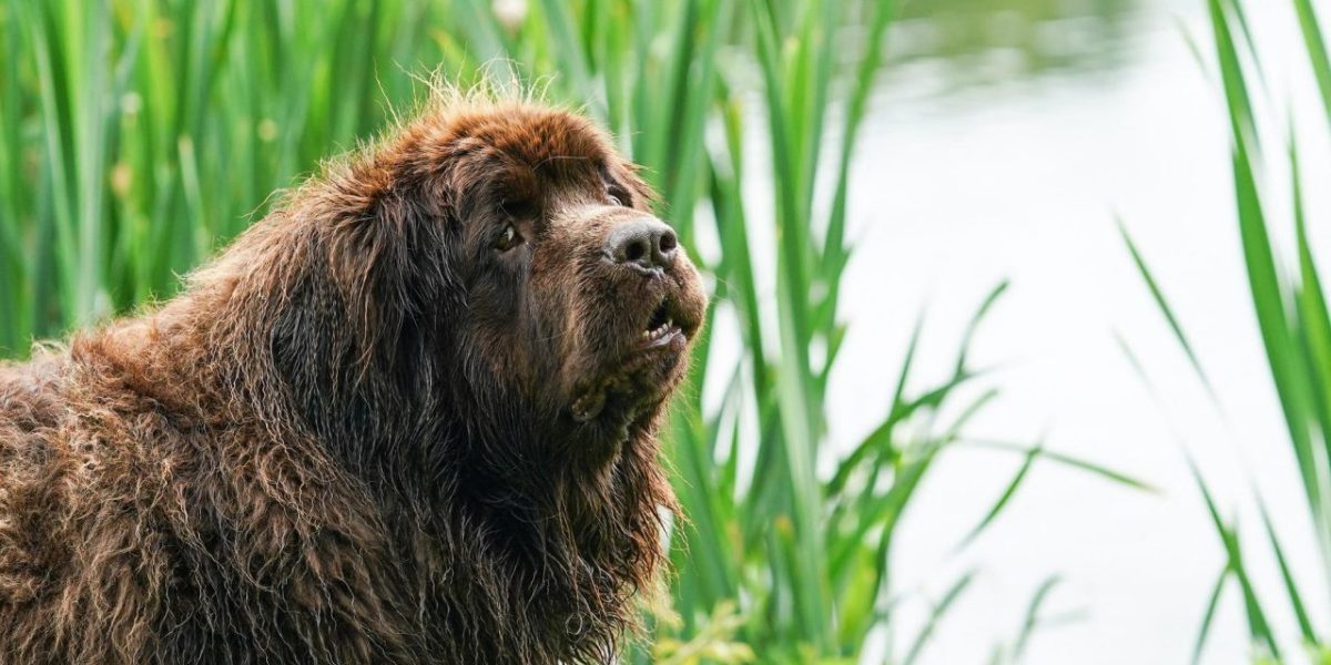 À 96 ans, cette jardinière a un assistant canin hors norme : Chewy, son Terre-Neuve de 150 livres